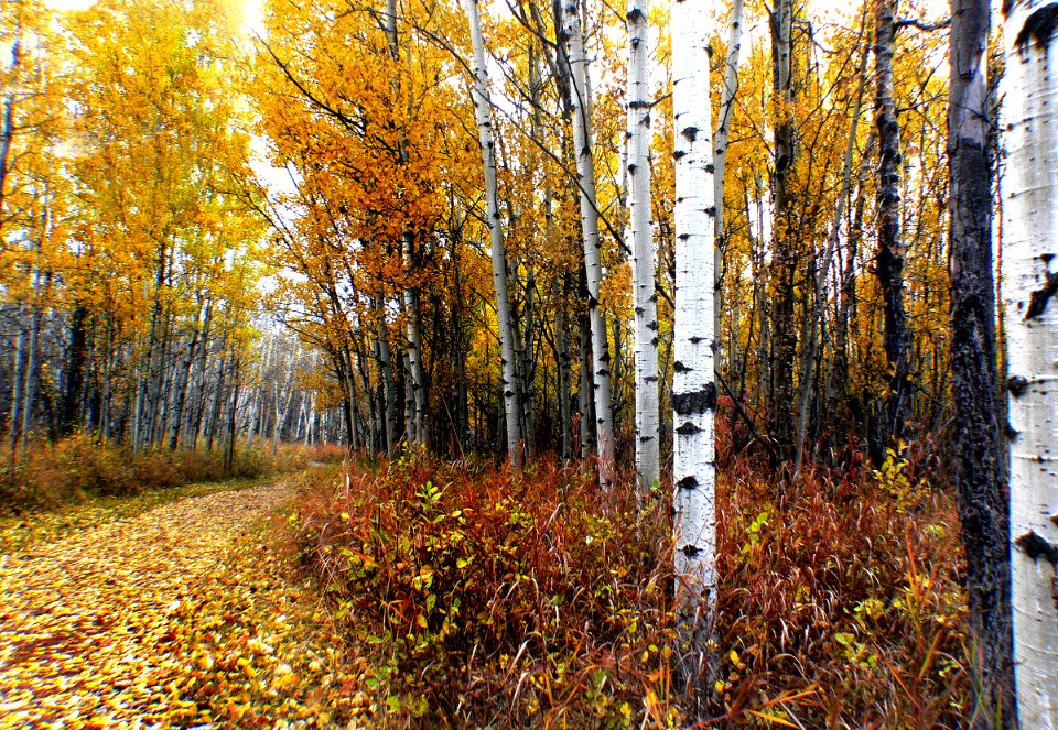 Fish Creek Provincial Park. Calgary
