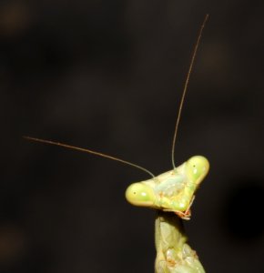 MANTID, sp (8-5-10) yard, west of patagonia, scc, az -4