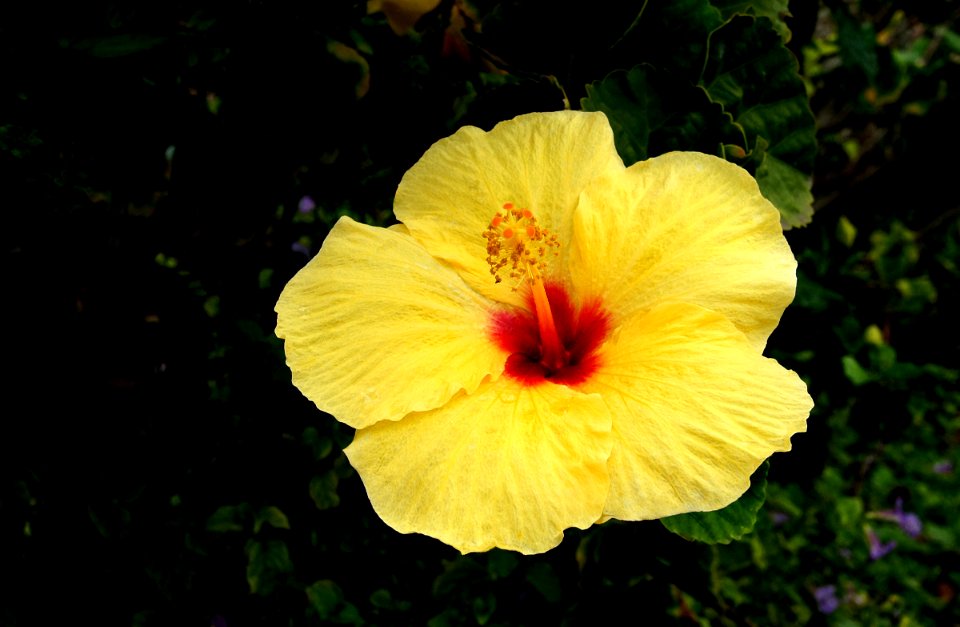 Hibiscus photo