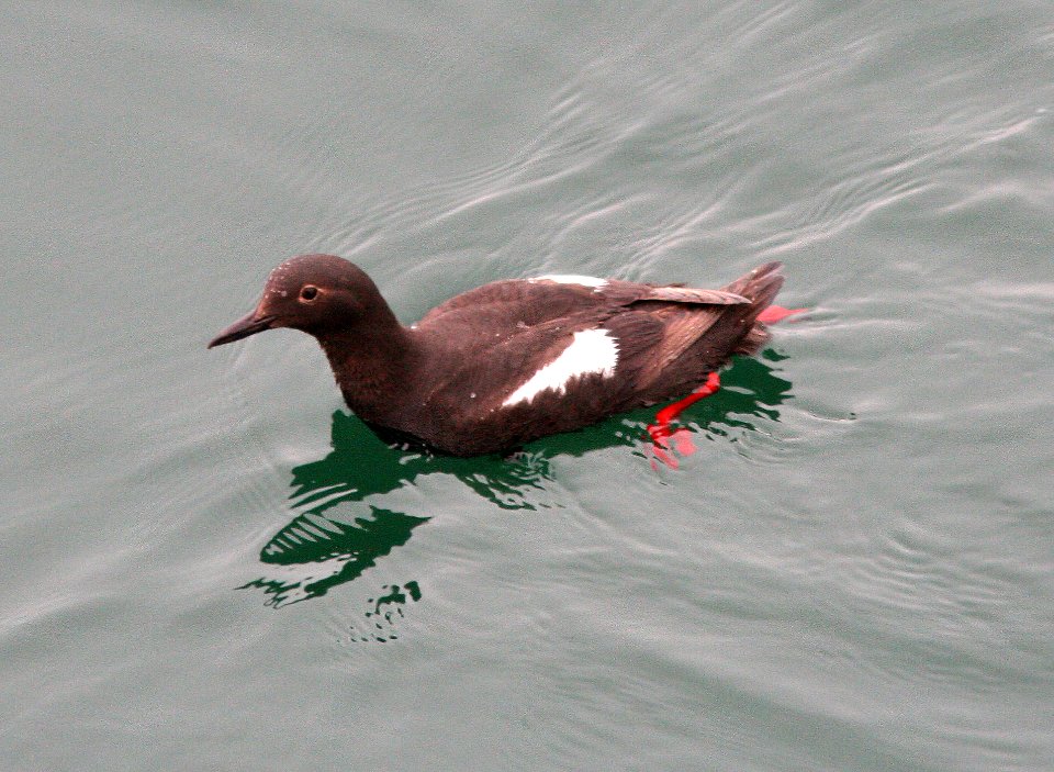 GUILLIMOT, PIGEON (7-18-08) san simeon - 1