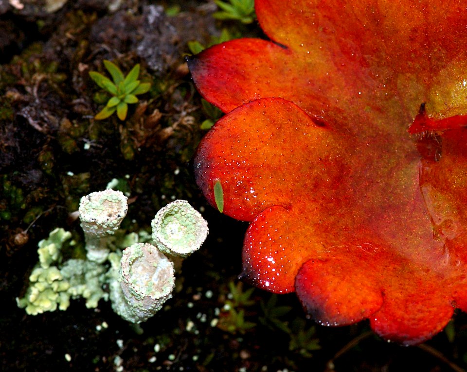 THE BIG ROCK GARDEN