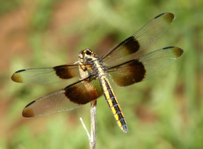 SKIMMER, WIDOW (Libellula luctuosa) (8-3-10) yard, west of patagonia, scc, az -01