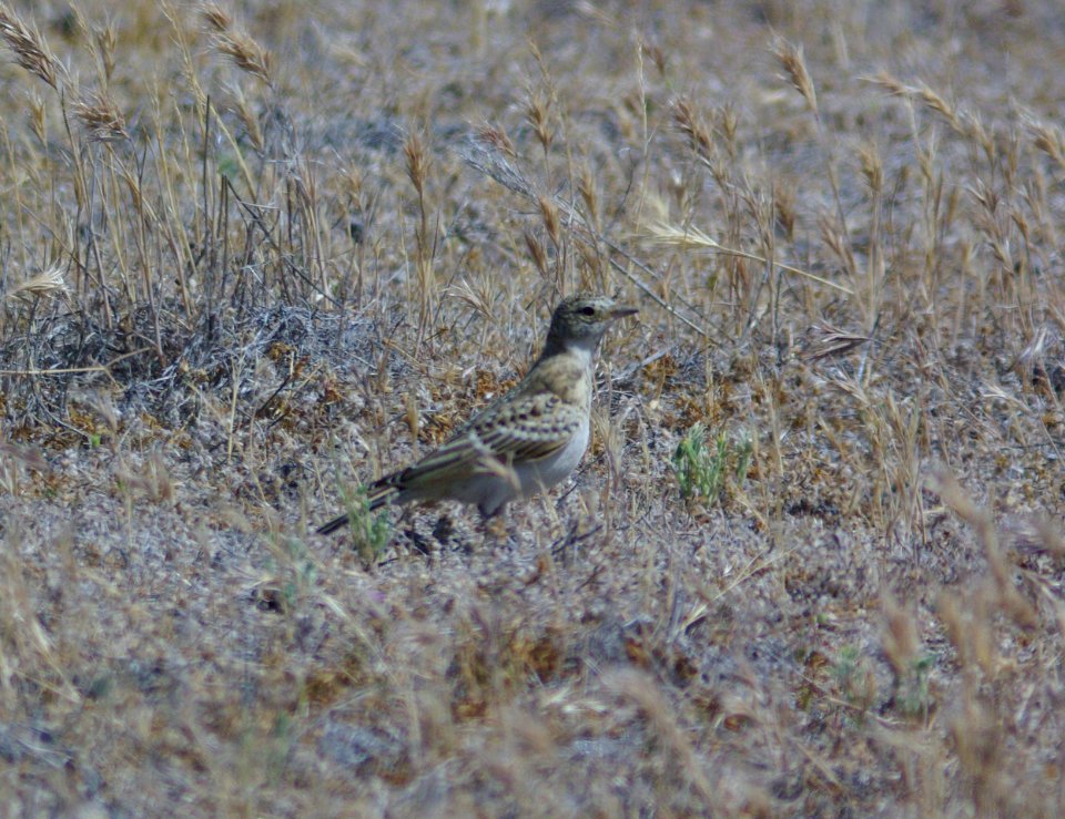LARK, HORNED (5-10-09) juv, carrizo -01