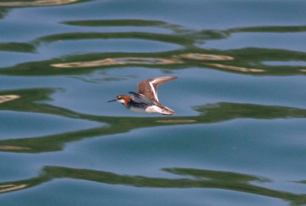 PHALAROPE, RED-NECKED (5-9-09) san simeon -07
