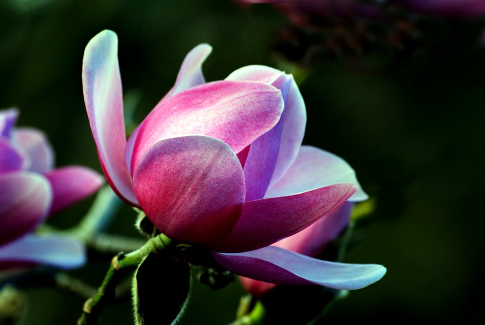 Magnolia. Campbellii.