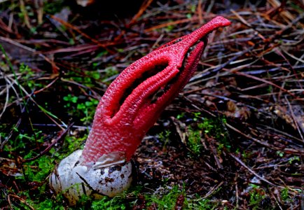 Clathrus archeri, (devils fingers) photo