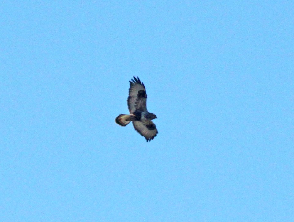 HAWK, ROUGH-LEGGED (1-14-10) sub-adult female, carrizo plain, slo co, ca .02