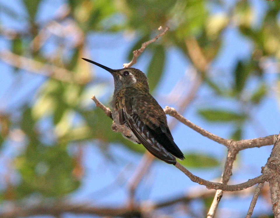 495 - BLUE-THROATED MOUNTAIN-GEM (6-21-09) cave creek cyn, az -01