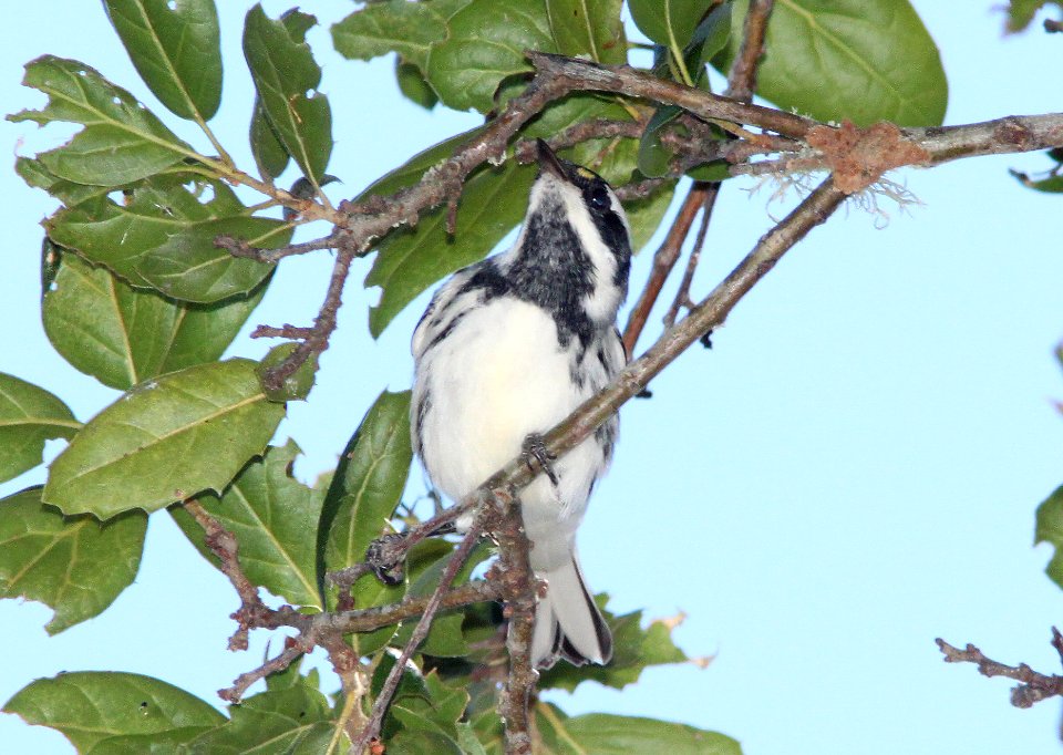 WARBLER, BLACK-THROATED GRAY (7-23-09) cerro alto cg road, slo co, ca -01