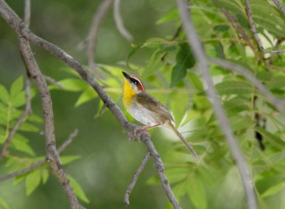 WARBLER, RUFOUS-CAPPED (7-29-09) sonoita creek tlc, patagonia, az -11