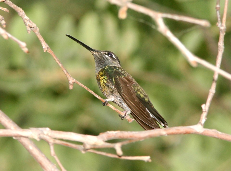 HUMMINGBIRD, MAGNIFICENT (6-17-09) madera cyn, az -01