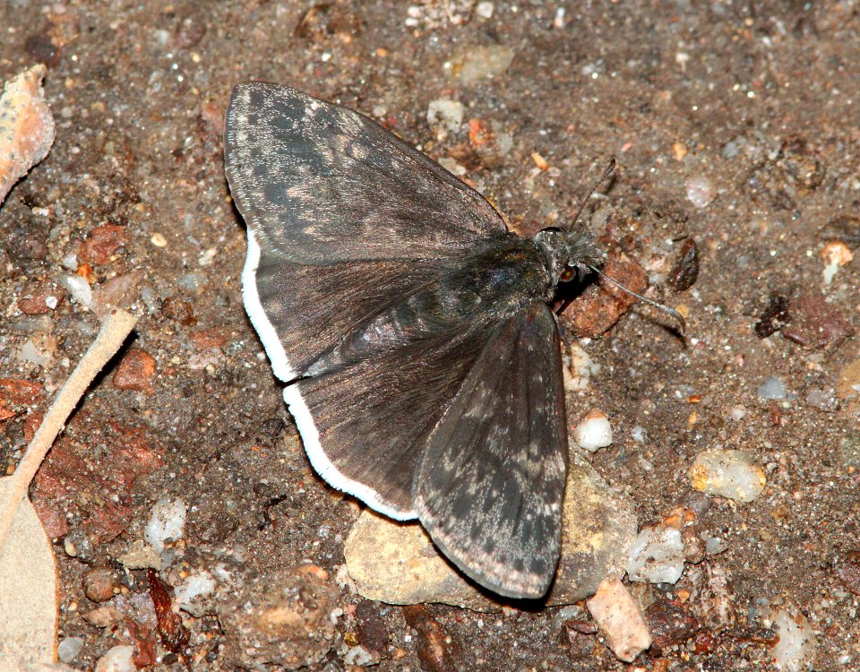 DUSKYWING, MOURNFUL (erynnis tristis) (7-27-09) ramsey cyn, az -01