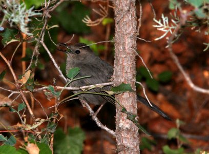 CATBIRD, GRAY (6-21-09) cave creek cyn, az -02