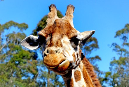 Giraffe portrait. photo