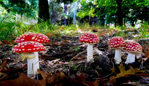 Fly Agric.(Amanita muscaria) photo