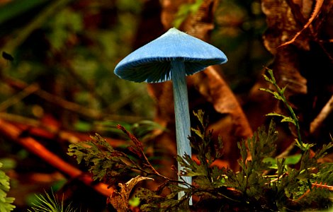 Entoloma hochstetteri