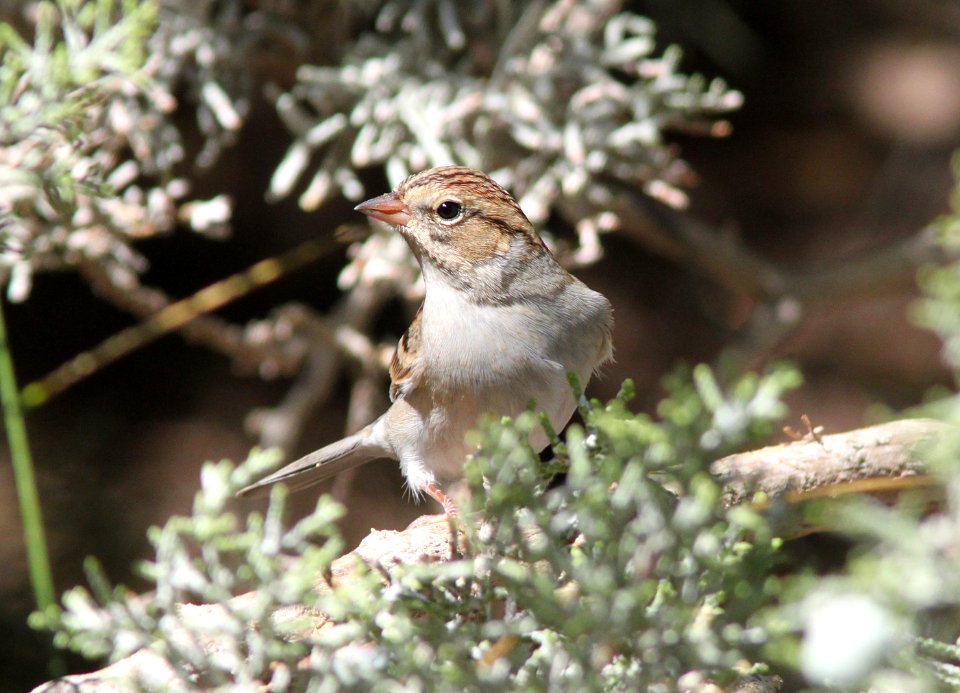 SPARROW, CHIPPING (9-21-09) first basic, cottonwood springs, carrizo n m , slo co, ca -01