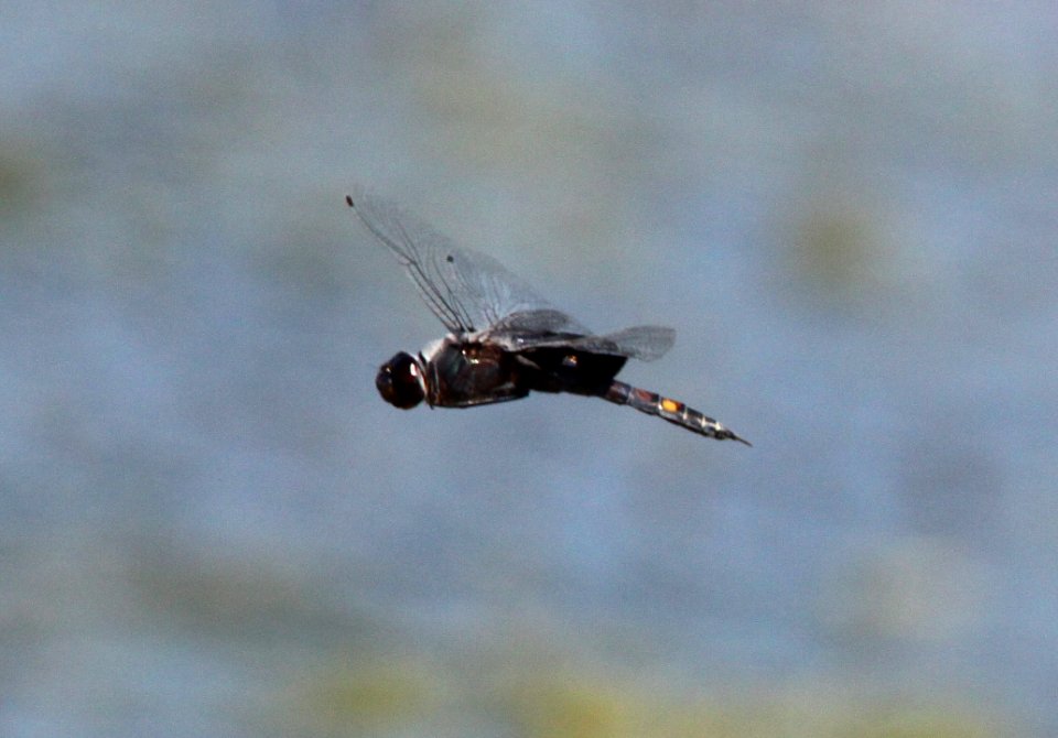 SADDLEBAGS, BLACK (tramea lacerata) (8-29-09) estero bluffs. slo co, ca -04