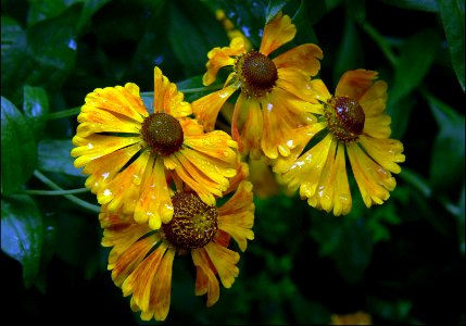 Dunked daisies. photo