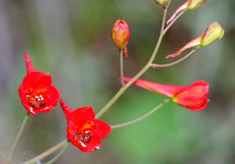 LARKSPUR, RED (delphinium nudicaule) (4-14-08) santa rita road -03