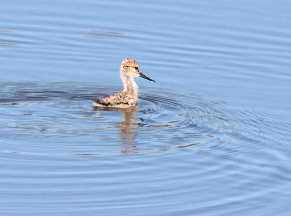 AVOCET, AMERICAN (5-1-10) chick, carrizo plain nat mon , slo co, ca -01