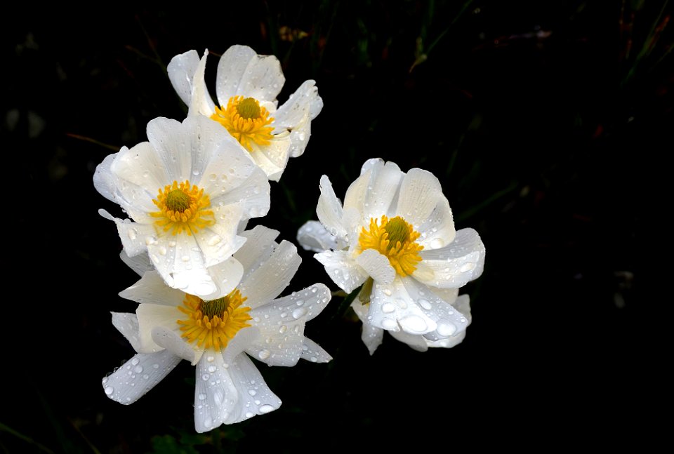 Mount Cook lilies.