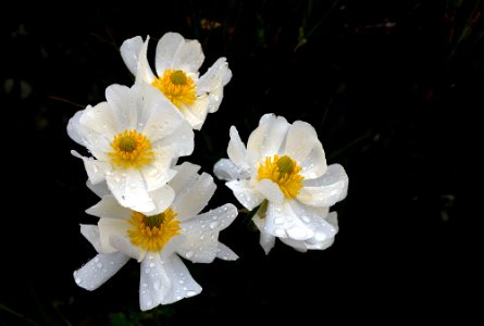 Mount Cook lilies. photo