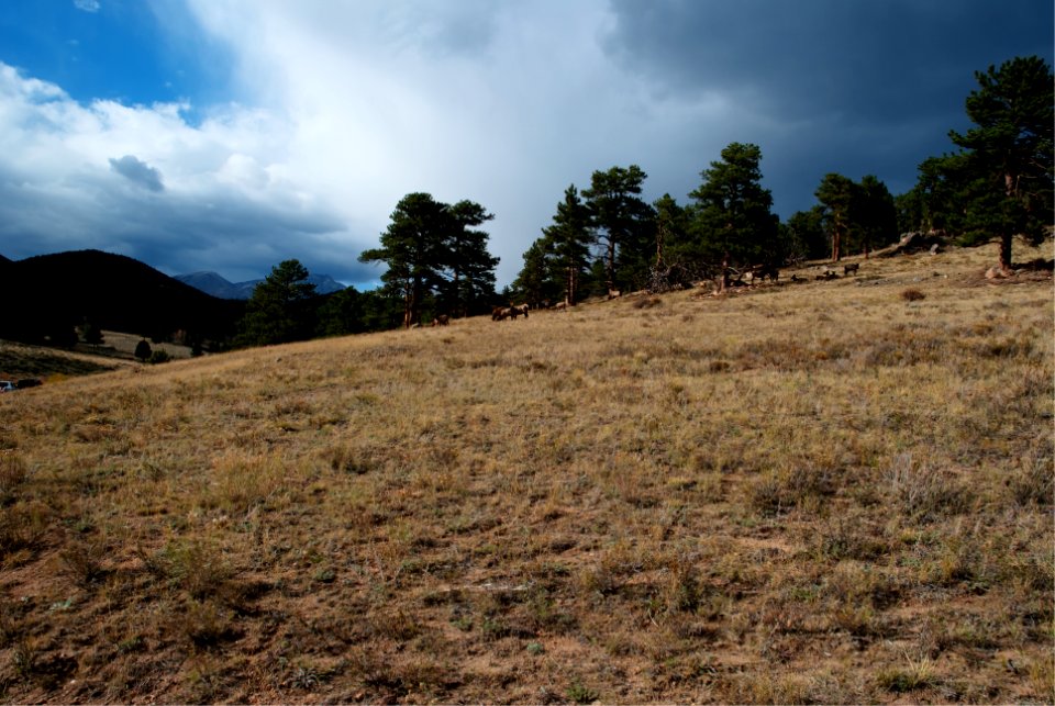 Elk in Rocky Mountain National Park