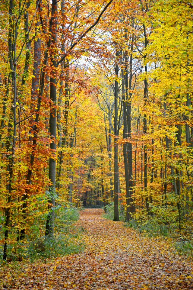 Forest path trees fall foliage photo