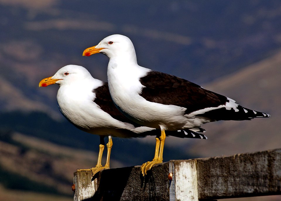 Black back gulls.NZ