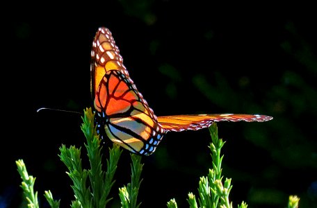 Monarch Butterfly.FZ200