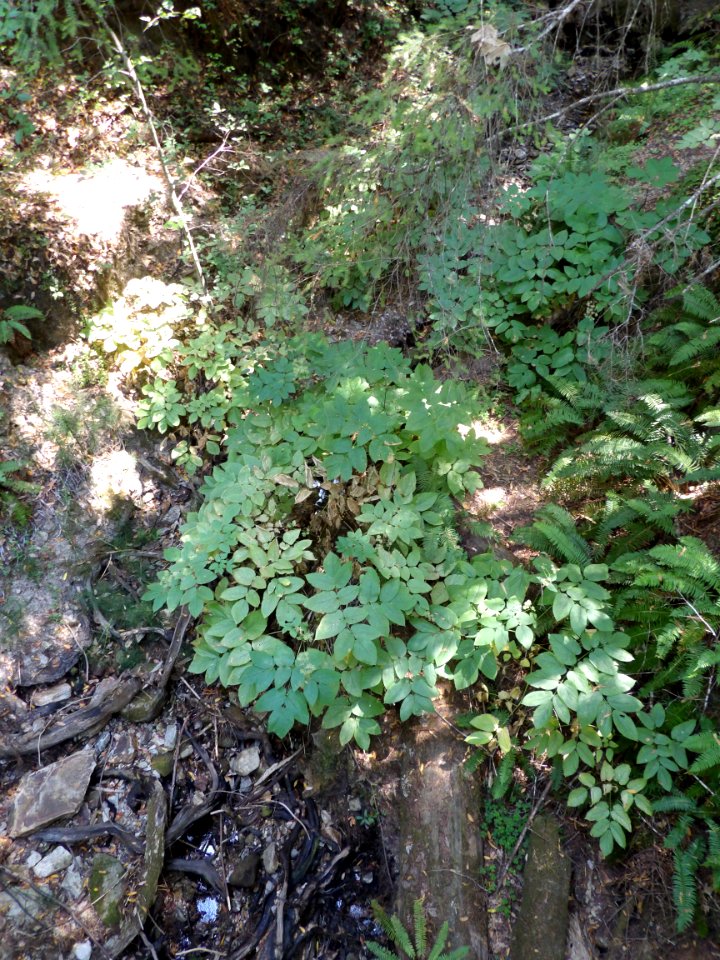 IMGP0237