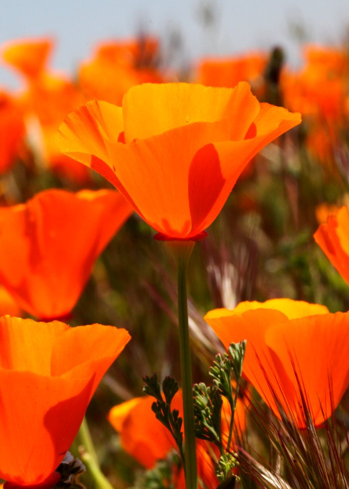 POPPY, CALIFORNIA (eschscholzia californica) (4-24-10) carrizo plain nat mon -06