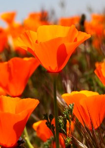 POPPY, CALIFORNIA (eschscholzia californica) (4-24-10) carrizo plain nat mon -06