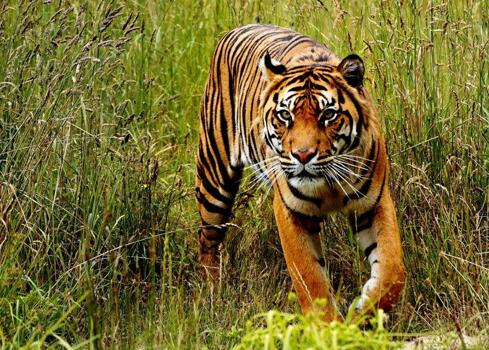 Sumatran Tiger photo