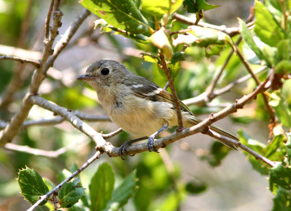 VIREO, HUTTON'S (7-16-08) near morro bay, ca -1