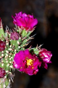 CHOLLA, STAGHORN (Cylindropuntia versicolor) (5-10-11) 78 circulo montana, patagonia lake ranch estates, scc, az -01