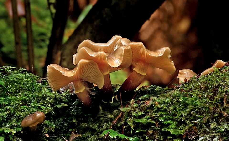 Armillaria novae-zelandiae.