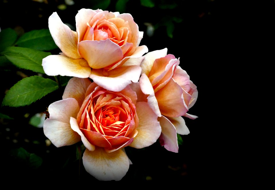Rose "Grace"