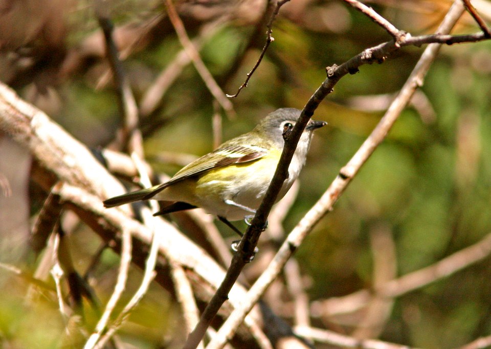 VIREO, BLUE-HEADED (12-3-08) pecho willows, los osos, slo co, ca -12