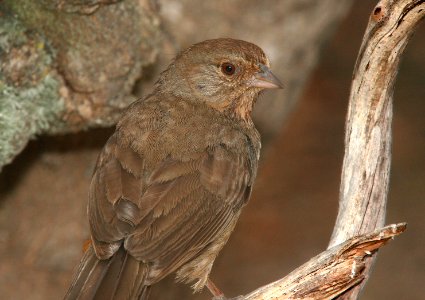 TOWHEE, CALIFORNIA (5-25-09) canet rd -01