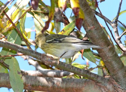 WARBLER, BLACKPOLL (10-6-09) hy female?, morro creek down from Rte1 at S curve, slo co, ca -05 photo