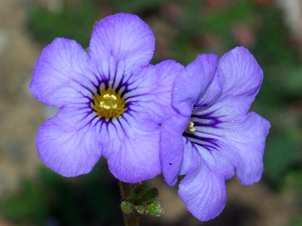 PHACELIA, FREMONT'S (phacelia fremontii) (3-31-09) caliente ridge, carrizo -02