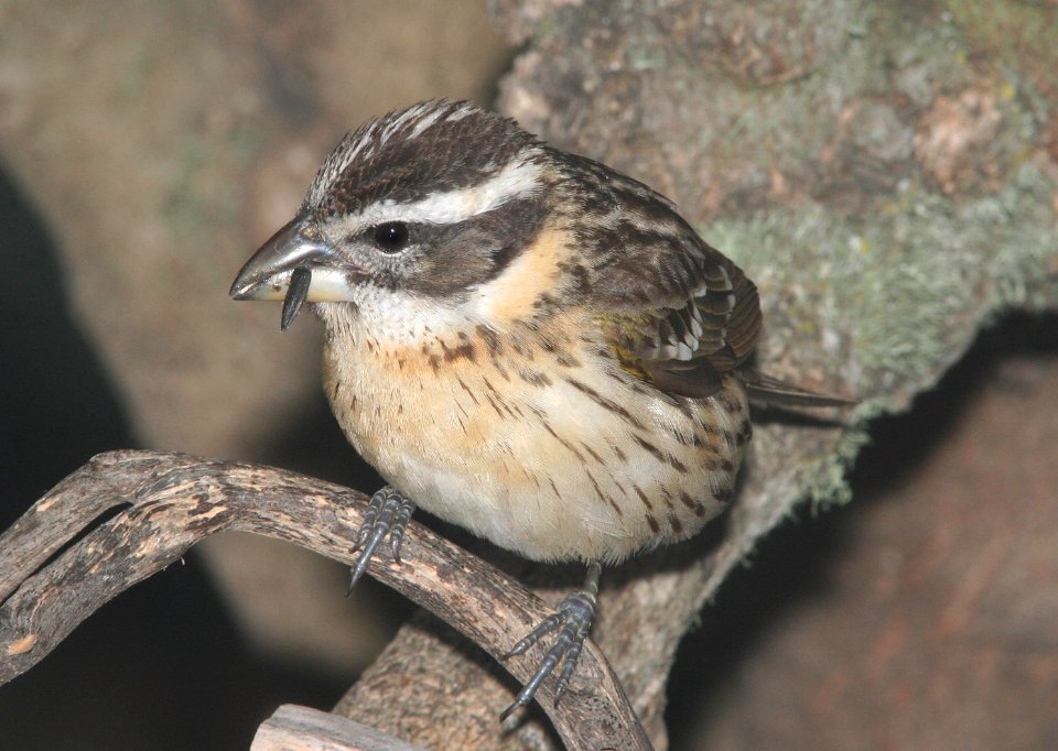 GROSBEAK, BLACK-HEADED (4-28-09) juv, canet -1