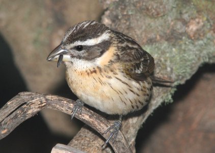GROSBEAK, BLACK-HEADED (4-28-09) juv, canet -1