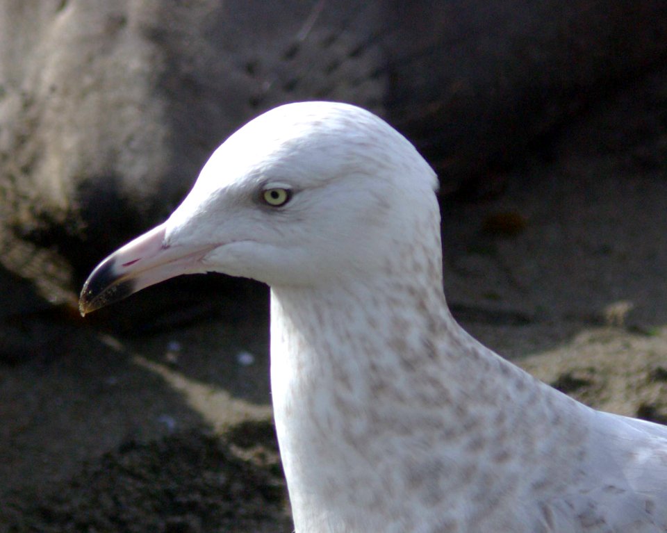 GULL, HERRING (2-9-09) early 2nd summer, el seal overlook -06