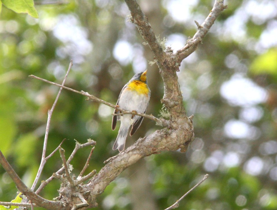 PARULA, NORTHERN (6-3-09) probable adult male, cerro alto c g rd, slo county -02