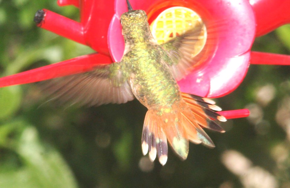 HUMMINGBIRD, selasphorus (4-29-09) prob rufous, canet rd -01