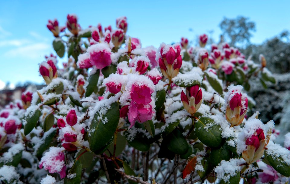 Spring snow, Bergen, Norway