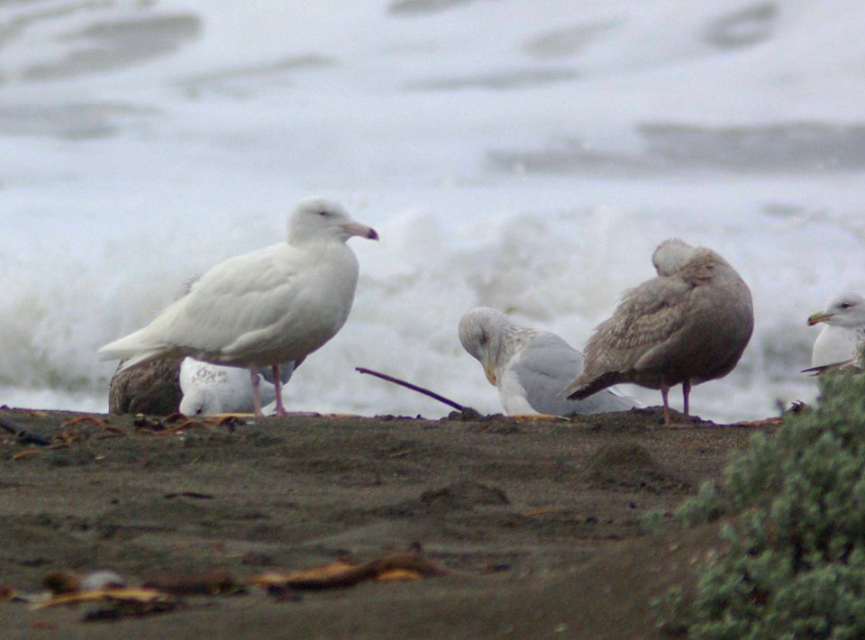 GULL, GLAUCOUS (2-9-09) with western, gl-winged, ca and herring gulls, 1 mile north of piedras blancas rd, slo -01